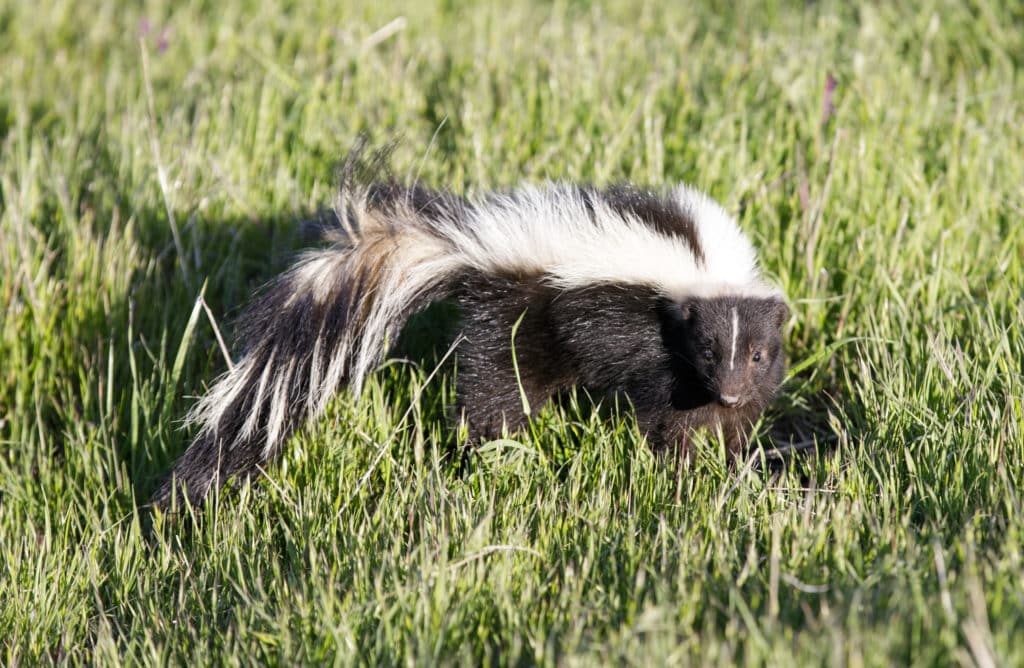 How Long Does Skunk Smell Last Wildside Wildlife Removal