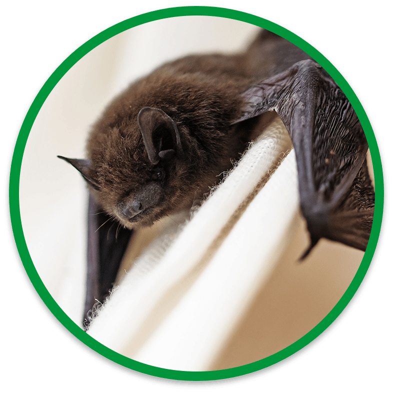 Look out for bats in your blinds in Okanagan, Similkameen, iNFOnews