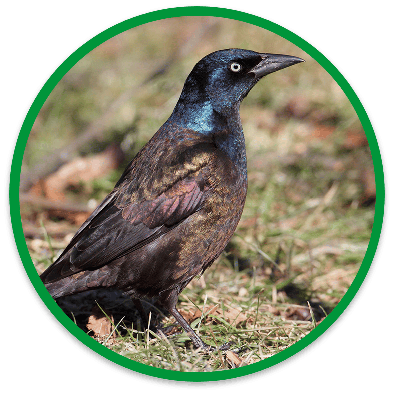 Ontario grackle walking through Burlington backyard