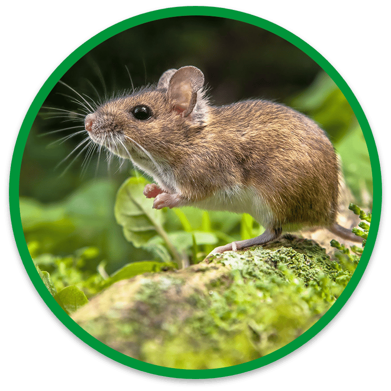 Cute mouse standing on mossy tree root in Burlington yard