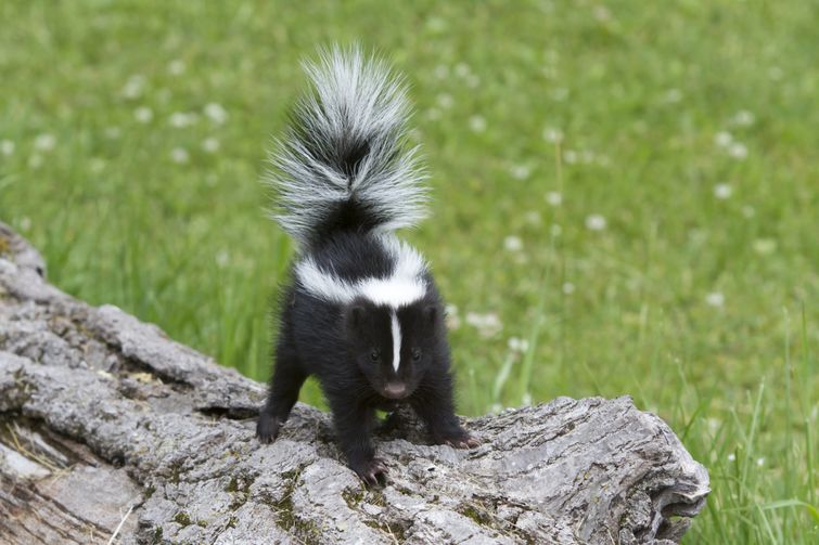 Baby skunk standing on log in Burlington backyard