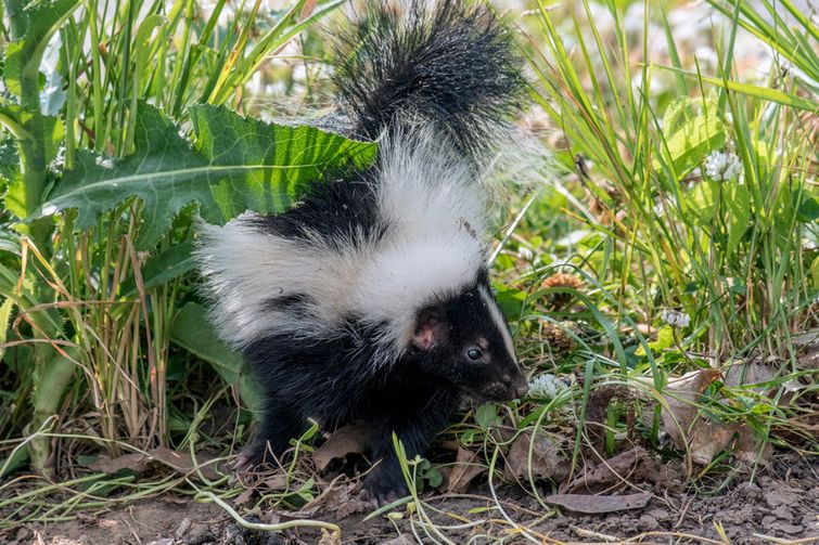 Baby skunk walking through grassy field