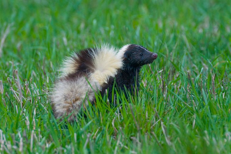 Curious baby skunk hiding in field of grass