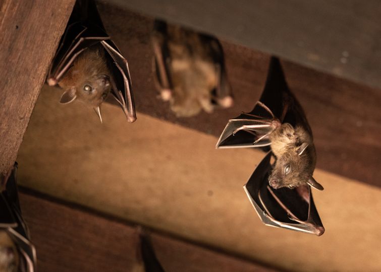 Four brown bats hanging from rafters of Burlington attic