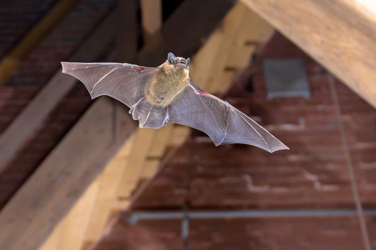 Small brown bat flying under roof of Burlington attic