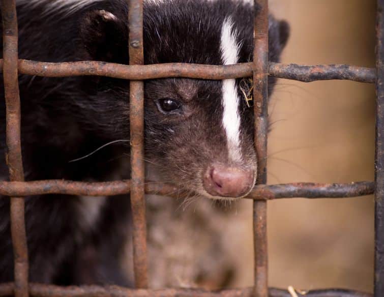 How Many Times Can A Skunk Spray?