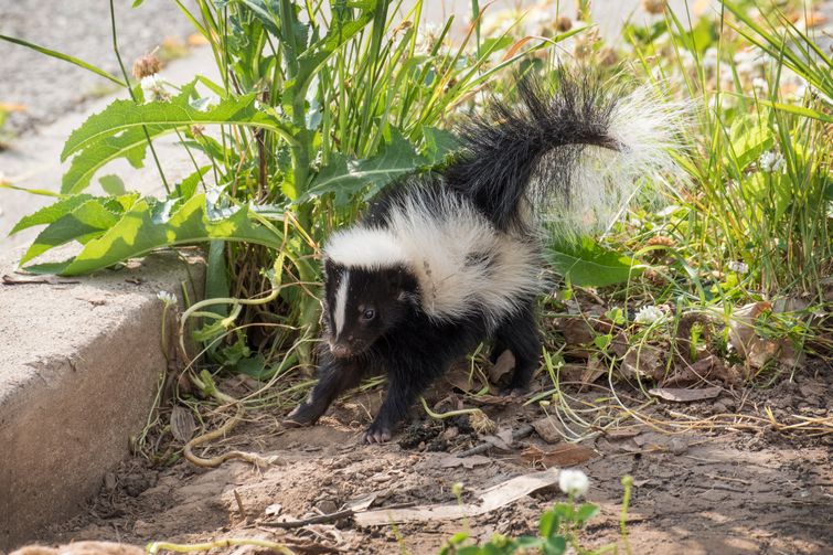 skunk spraying someone