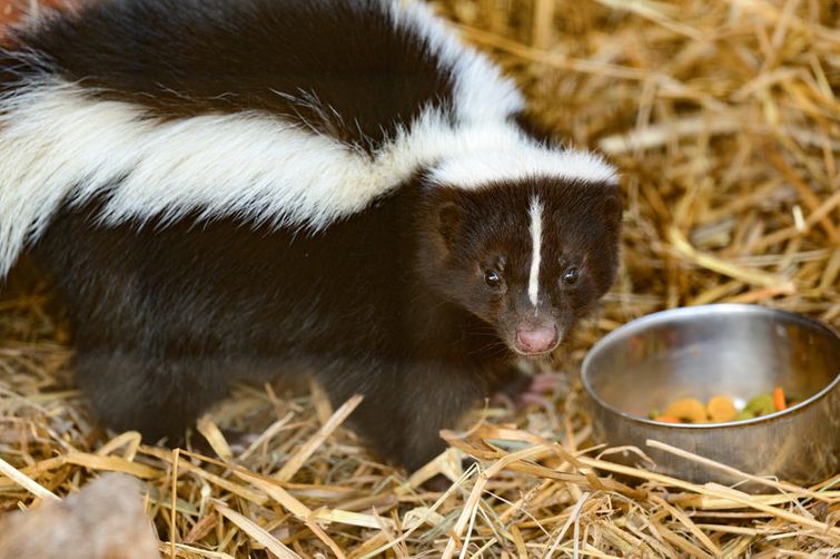 skunk spraying someone