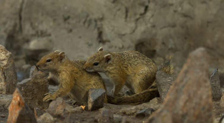 Male squirrel sniffing female squirrel in heat