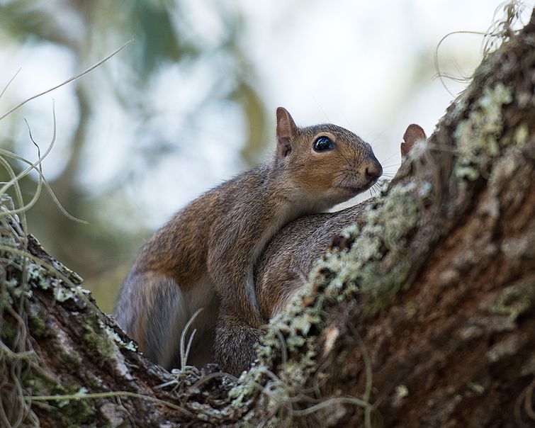 Two red squirrels mating atop a tree