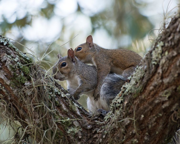 When Is Squirrel Mating Season Wildside Wildlife Removal