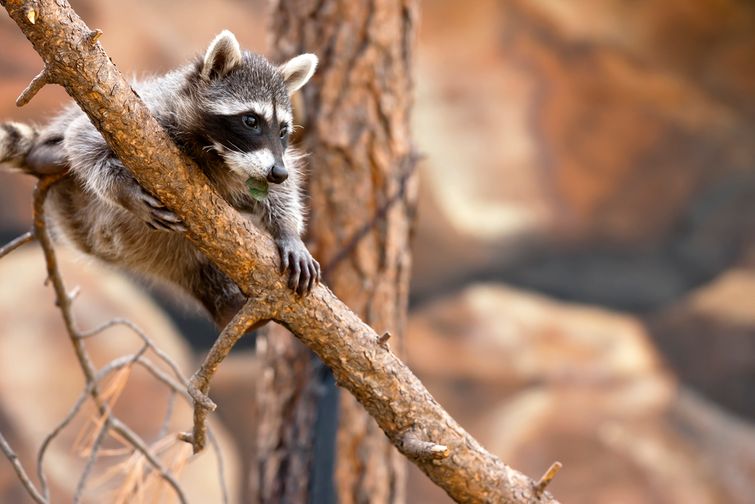 Young playful raccoon clinging to tree branch