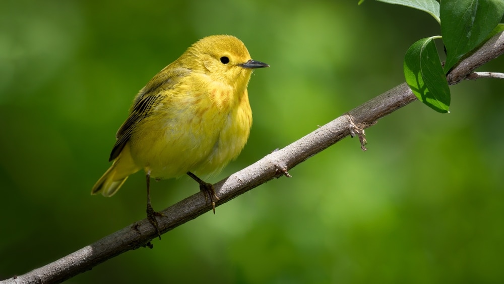 For Kids: Why Do Birds Sing In The Morning?