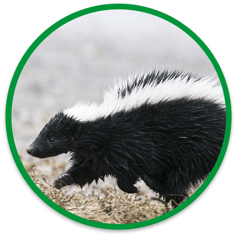 skunk removal burlington