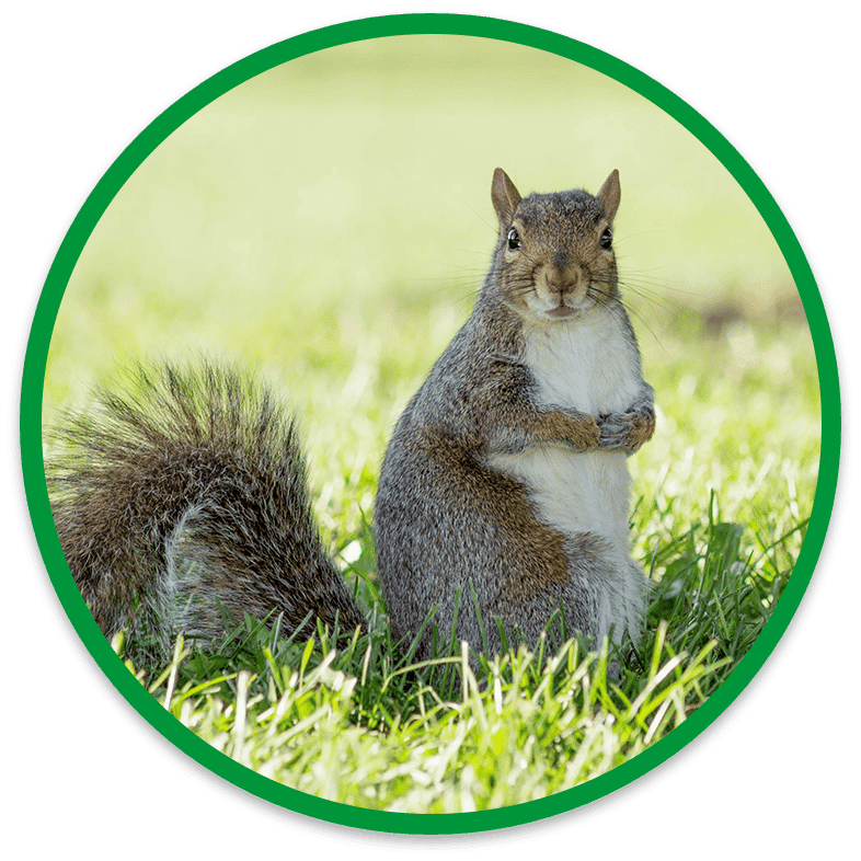 squirrel removal burlington
