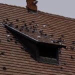 Keeping Wildlife at Bay: Proven Ways to Protect Your Home from Pesky Property Damage