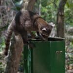 raccoon climbing trash bin looking food
