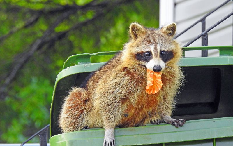 raccoon garbage bin