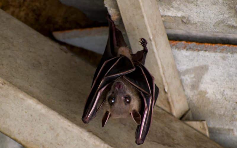 brown bat hanging on ceiling