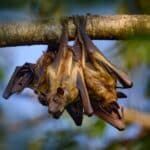 strawcoloured fruit bat eidolon helvum on
