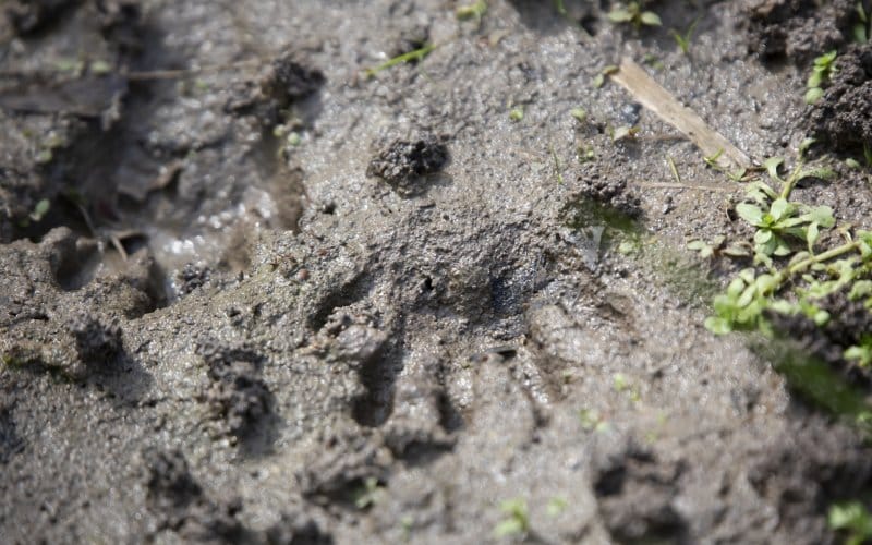 pair raccoon procyon lotor tracks mud