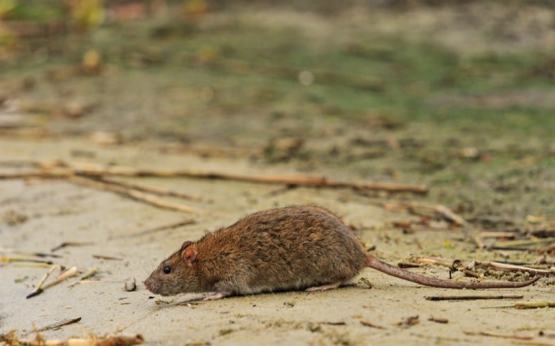 gray rat on the lake of waste
