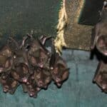 group of small bats