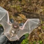 animal-control-officer inspecting wings-silver-haired-bat-injury