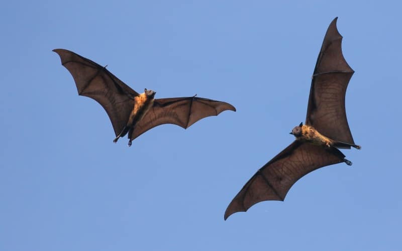 two giant indian flying fox bats on the fly pteropus giganteu
