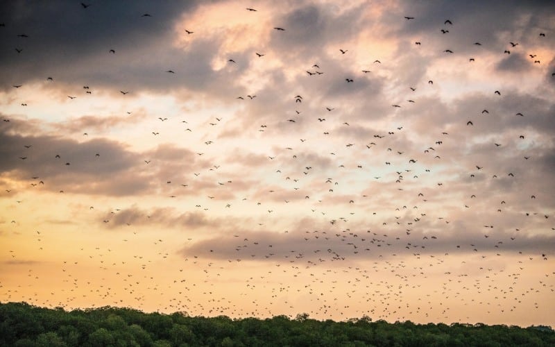flock-fruit-bats-sunset sky small flying foxes island flying